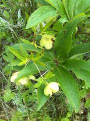 Helleborus viridis