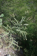 Cylindropuntia thurberi
