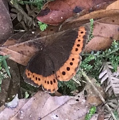 Oxeoschistus simplex