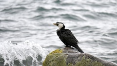 Microcarbo melanoleucos brevirostris