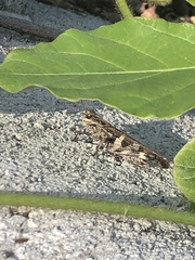 Oedaleus infernalis