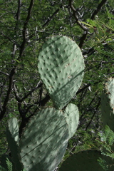 Opuntia robusta
