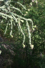 Cylindropuntia thurberi