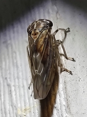 Idiocerus stigmaticalis