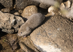 Clethrionomys gapperi