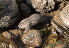 Clethrionomys gapperi