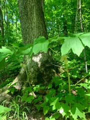 Podophyllum peltatum