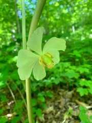 Podophyllum peltatum