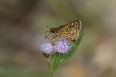 Taractrocera ardonia