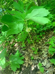 Podophyllum peltatum
