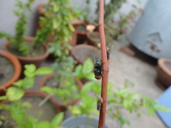 Chrysomya rufifacies