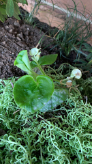 Angiospermae