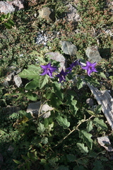 Solanum houstonii