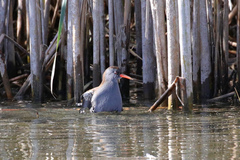 Rallus aquaticus