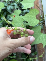 Ipomoea hederifolia