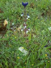 Salvia viridis