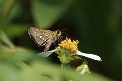 Taractrocera ardonia