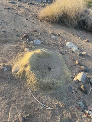 Veromessor pergandei