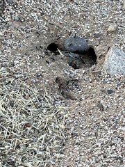 Veromessor pergandei