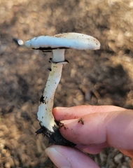 Agaricus californicus