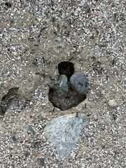 Veromessor pergandei