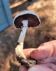 Agaricus californicus