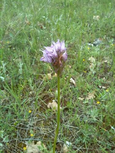 Three-toothed orchid photographed in North Macedonia