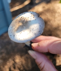 Agaricus californicus