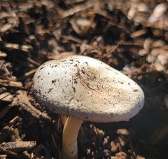 Agaricus californicus