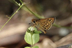Taractrocera ardonia