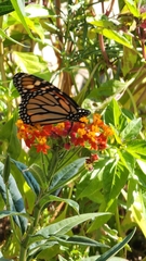 Danaus plexippus