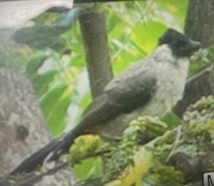 Pycnonotus aurigaster