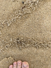 Chelophyes appendiculata