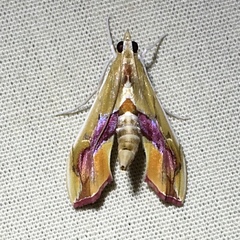 Agathodes monstralis