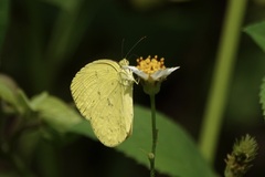Eurema hecabe