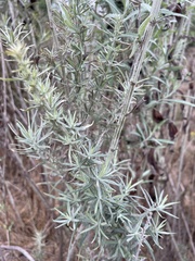 Artemisia californica