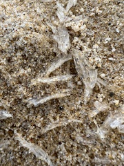 Chelophyes appendiculata