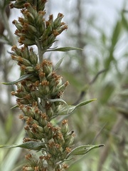 Artemisia californica