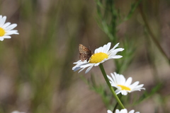 Callophrys eryphon