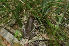 Litoria ewingii