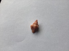 Chicoreus denudatus