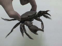 Dilocarcinus