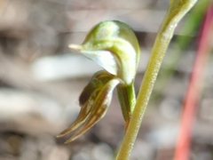 Pterostylis pusilla