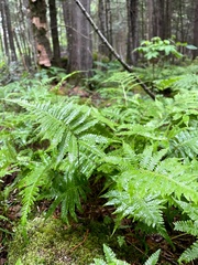 Phegopteris connectilis