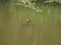 Apalone spinifera pallida