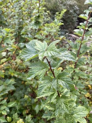 Physocarpus capitatus