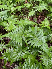 Phegopteris connectilis