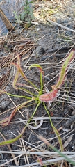 Drosera capensis