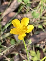 Ranunculus lappaceus