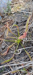 Drosera capensis